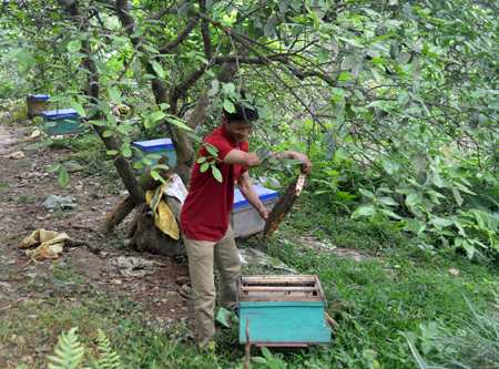 Gia đình anh Nguyễn Trường Giang thực hiện mô hình thâm canh tăng năng suất bưởi kết hợp nuôi ong lấy mật.